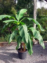 The fruit is large, sweet and creamy with a great aroma. Musa Basjoo Architectural Plants