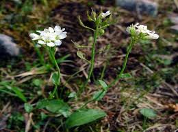 Image result for Haumaniastrum katangense