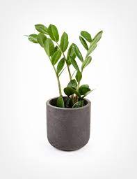 Zamioculcas Zamiifolia Zz Plant Plants House Plants Zz Plant