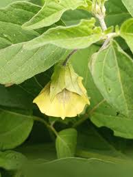 Image result for Physalis lagascae