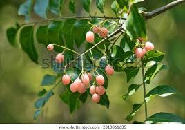 Image result for Clausena