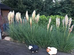 Die samen wurden gut verpackt in einem kleinen päckchen geliefert.ich habe sie auf ein stück nassem zewa ausgesät.immer feucht gehalten und mit. Amerikanisches Pampasgras Silber Pampasgras Cortaderia Selloana