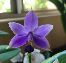 Image result for Indigofera pulchra