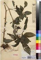 Image result for Impatiens burtonii