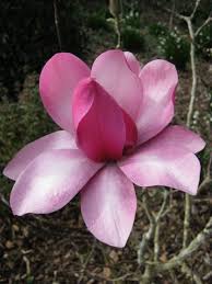 So nice to see you again! Magnolia Grant David Magnolia Grove Beautiful Flowers Flower Aesthetic Magnolia