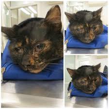 Rezultate imazhesh për korona virusas