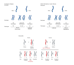 Mendelian Inheritance