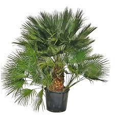 Yucca exterieur pot exterieur planter un palmier palmier nain arbres et arbustes plantes vertes aménagement jardin terrasse piscine déco jardin spa. Palmier Pas Cher Palmier Exterieur Pas Cher E Leclerc