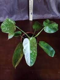 Philodendron Jose Buono Aka Imbe Ilsemanii Variegatum Buyer Etsy Philodendron Plant Sale Master Gardener Program