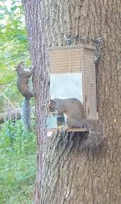 For years, we cursed the squirrels for eating all of our pecans, digging in our potted plans, and clawing away at the fascia on our house, but since we could never get. Smuk Squirrel Feeder Pest Control Gun Mart
