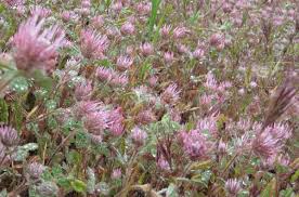 Image result for Schoenoxiphium