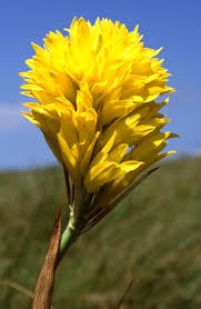 Image result for Eulophia elegans