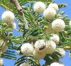 Image result for Vigna mildbraedii