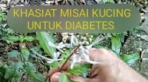 Salam perkenalan, saya lifejr dan selamat datang diucapkan ke blog ini yang akan memberikan informasi percuma mengenai misai kucing. Khasiat Pokok Misai Kucing Untuk Diabetes Kencing Manis Youtube