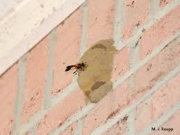 Mud daubers live in nests constructed by the female population of the colony. Where Have All The Spiders Gone Black And Yellow Mud Dauber Wasps I Sceliphron Caementarium I Bug Of The Week