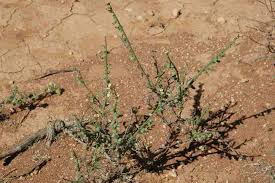 Image result for Carrichtera annua