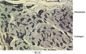 The mitochondria are found in all eukaryotic cells. Anatomy Atlases Atlas Of Microscopic Anatomy Section 1 Cells