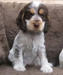 Black And Tan Working Cocker Spaniel Puppies For Sale Chocolate Roan Tan Cocker Spaniel Cockerspaniel Englischer Cocker Spaniel Spaniel