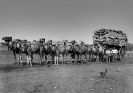 Additional releases of domestic camels into the wild occurred there are probably at least 300 000 feral camels in australia; Camels In Western Australia Parks And Wildlife Service