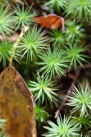Forest Floor Mystical Forest Trees To Plant All Flowers Name