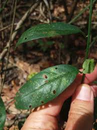 Image result for Aniseia martinicensis