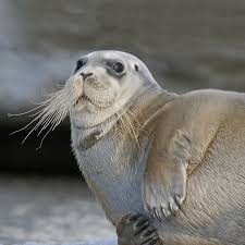 Robben island ist heute ein museum. Robben