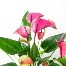 Image result for Anthurium andraeanum