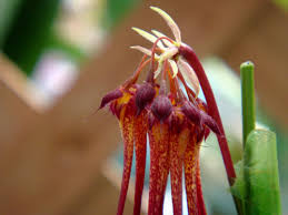 Image result for Bulbophyllum vulcanicum