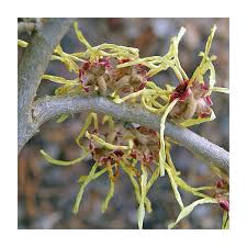 Image result for Hamamelis mollisi