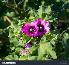 Image result for Malva parviflora