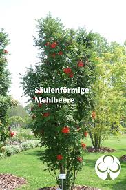 Saulenformige Mehlbeere Pflegeleichter Garten Garten Pflanzen