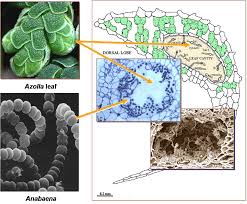 Image result for Azolla