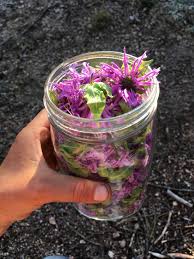 Image result for Monadenium herbaceum