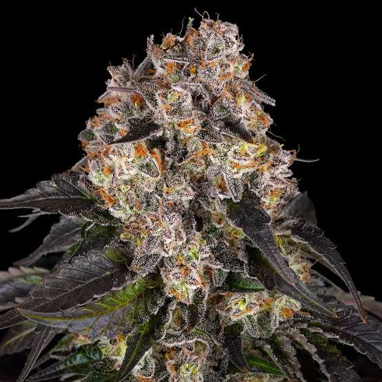 Premium Girl Scout Cookies strain toppen met paarse tinten te koop bij THC Online Kopen