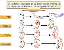 Pruebas y mecanismos - Biología y Geología