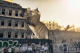 Adorable Photographs Of A Kitten Zilla Destroying A City Designtaxi Com Giant Cat Giant Animals Kitten