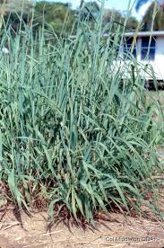 Image result for Setaria longiseta
