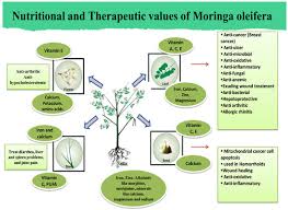 Image result for Moringa oleifera