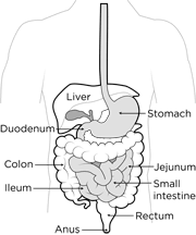 The large intestine, or colon, is responsible for processing waste so that emptying the bowels is easy and convenient. How The Small Intestine Works Intestine Transplant Program