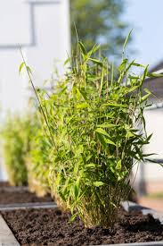 Maybe you would like to learn more about one of these? Bambou Plantation Arrosage Et Conseils D Entretien