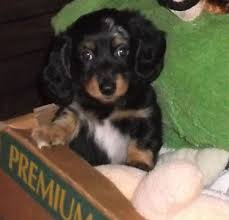 Find dachshunds for sale in iowa city, ia on oodle classifieds. Dachshund Puppy For Sale In Adel Ia Adn 54478 On Puppyfinder Com Gender Male Age 14 Weeks Old Dachshund Puppies For Sale Puppies For Sale Dachshund Puppy