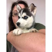 Black White And Brown Husky Siberian Husky Roanoke 2puppies Left One Male Black And White With One Blue Eye And One Brown Eye Female Gray With Husky Puppies For Sale Husky Puppy Husky