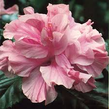 Image result for Hibiscus barbosae