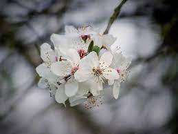 Chinese flowers are one of the most significant in the world discover here the most important chinese flowers and their meanings ✅. The 6 Most Important Chinese Flowers In Asian Culture