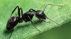 The Cow, an Ant and an Old Fart A cow, an ant and an old fart are debating  on who is the greatest of the three of them. The cow said, "I