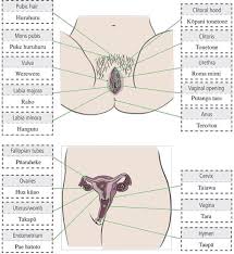 Researchers analysed areas of the female for the effect of light touch, pressure and vibration. Your Body