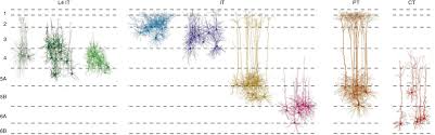 The neocortical circuit: themes and variations | Nature Neuroscience