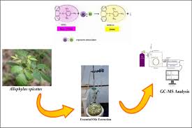 Image result for Allophylus abyssinicus