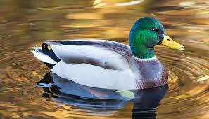 نتیجه جستجوی لغت [canard] در گوگل