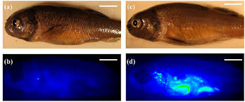 In your home aquarium, however, you can control the temperature and encourage spawning year rounds. Near Infrared Fluorescence Nirf Imaging Of Fathead Minnows Fhms Fed Download Scientific Diagram